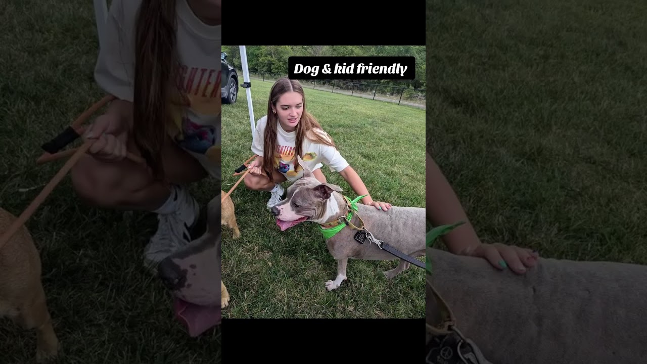 Enlarge Champ, a Adoptable Mixed Breed in Plain City, OH video 3/6