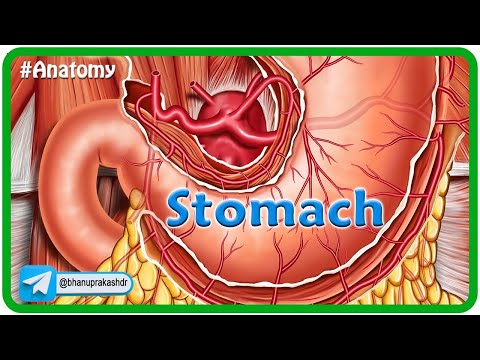Anatomy of Stomach Animation: Blood supply, Venous drainage, Nerve supply, Histology & Embryology