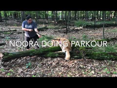 NOORA learning Parkour
