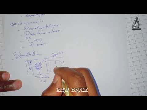 How to count  and report malaria parasites | Thick and thin film malaria smear | Stages of malaria