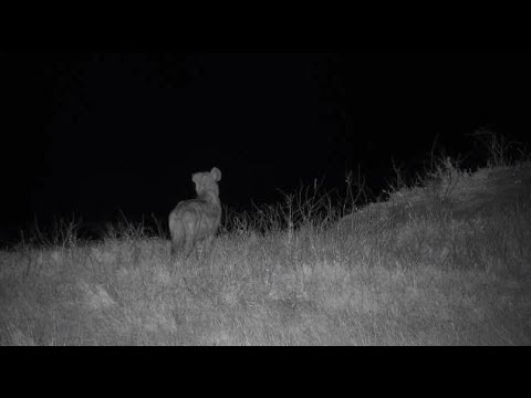 Djuma: Lone Hyena known as June - 04:32 - 09/29/20