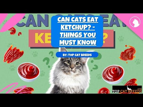 Can Cats Eat Ketchup? - Things You Must Know | Top Cat Breeds
