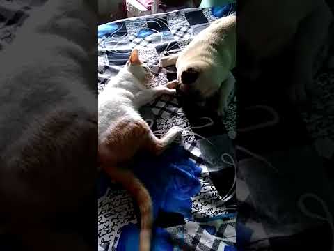 Fight for bed...between donal and goldi (cat)