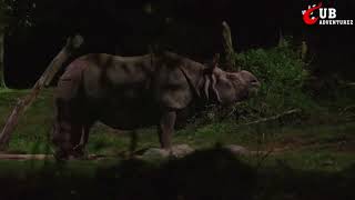 Night Safari