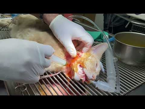Feline Abscess Treatment