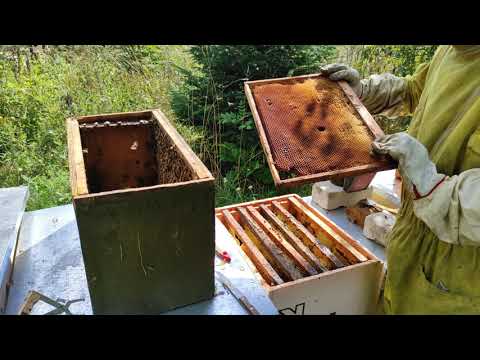 Пчеловодство.Роеловство.Сколько мёда  в ловушках.Поимка и заселение бродячих роёв в улья.#Роеловство