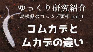 【ゆっくり研究紹介】ムカデとコムカデの違い＿島根県のコムカデ類相①