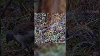 Download lagu Forest Bird That Can Copy a Camera Click and a Car Alarm mp3