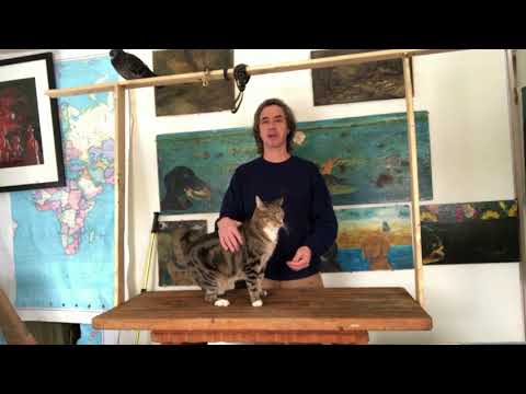 YouTube video about: Can declawed cats catch mice?