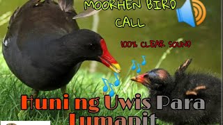 Download lagu Huni ng ibong Uwis | Moorhen Sound call mp3