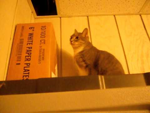 A Conversation with Talina the Ceiling Cat.AVI