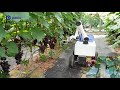 Collaborative robotic arm picking grapes - Start the Smart Orchard