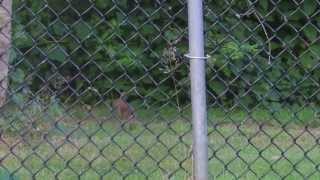 LUCK BE A LADY &quot;GUYS AND DOLLS&quot; (Frank Loesser)