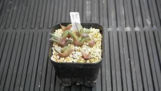 [品種紹介] 多肉植物 Agave oteroi [アガベ オテロイ] 実生2年目