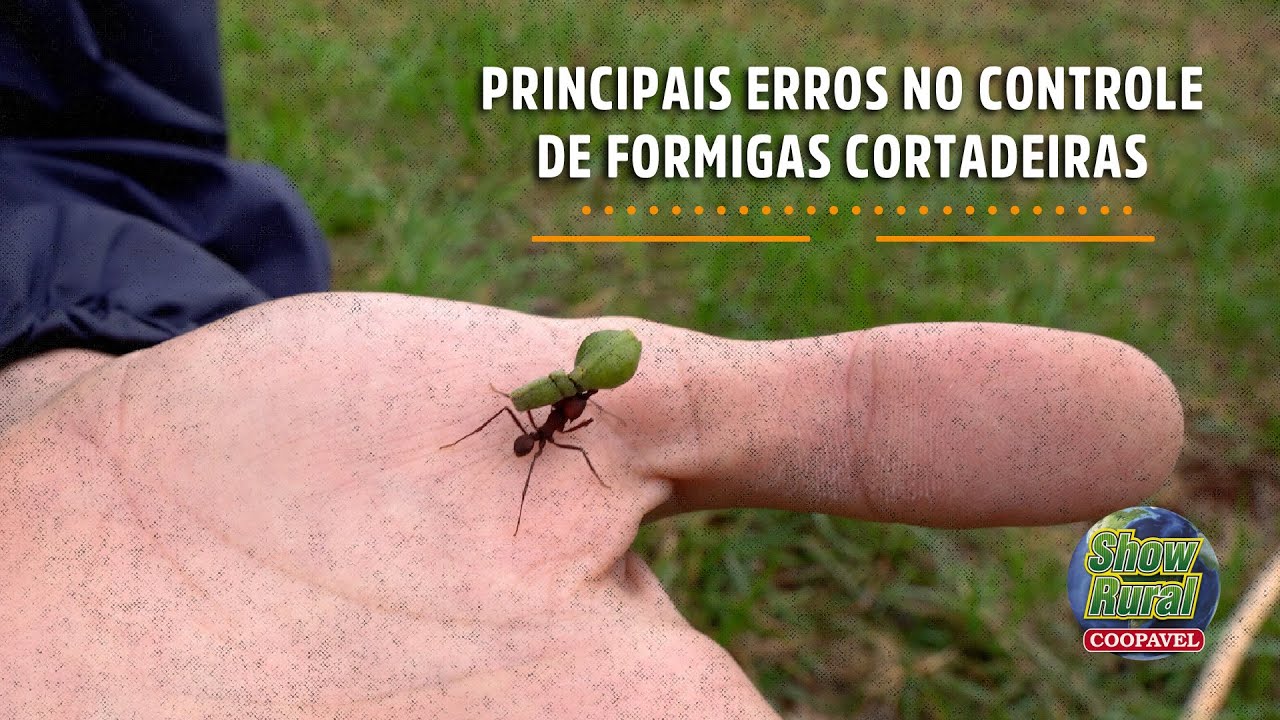 Principais erros no controle de formigas cortadeiras