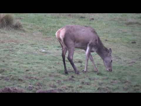 Red Deer VS 140gr Barnes TTSX - 120fps Slow Motion