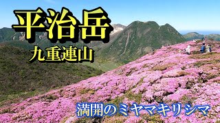 【平治岳】地を覆う満開のミヤマキリシマ（2025/6/5）