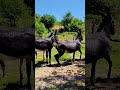 Donkeys Live Among Donkeys And Horses 101