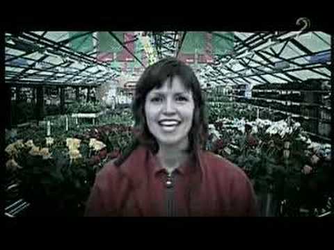 Molde FK - Fryktløs