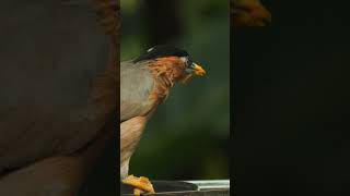Download lagu Memperkenalkan burung Jalak Brahminy yang memesona - sebuah keajaiban seni alam! mp3