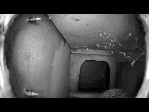 Little Owl investigates a nest box