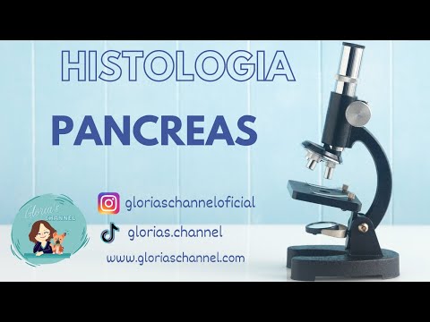 Histology for Medicine: Pancreas