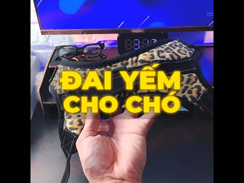 Revisão de Thành e Gấu #7 - Đai yếm cho chó | #Shorts