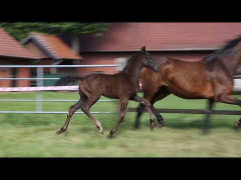 Stutfohlen von Vitalis - Dimaggio - Landadel - Consul zu verkaufen