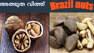 Brazil nuts in malayalam  || Immune booster