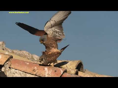 CERNÍCALO PRIMILLA | LESSER KRESTEL | Falco naum