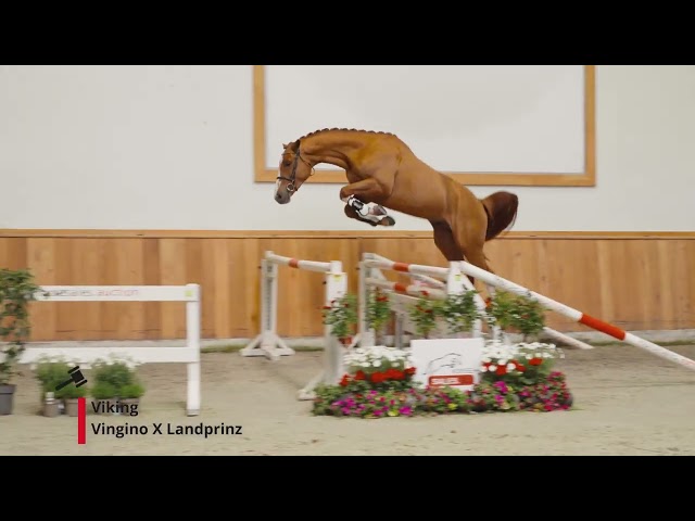 Viking (Vingino x Landprinz)