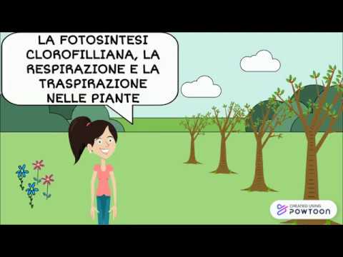 Fotosintesi clorofilliana, respirazione e traspirazione nelle piante.