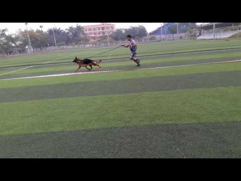 Clendy vom amicus homeland