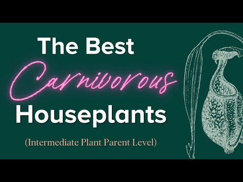 , title : 'Best Indoor Carnivorous Plants for Beginner and Intermediate Plant Parents // Carnivorous Plant Care