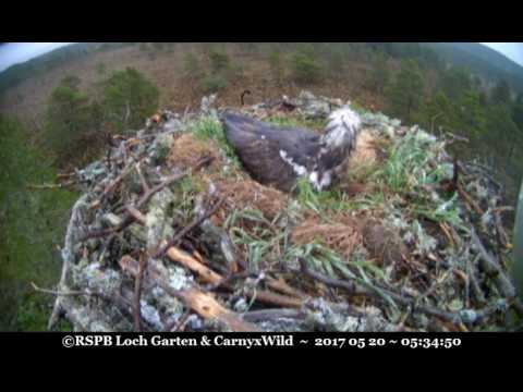 Glimpse of passing osprey, EJ calls - ©RSPB Loch Garten & Carnyx Wild