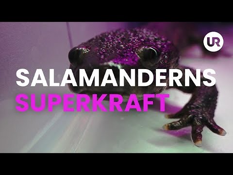 Salamanderns superkraft - Sverige forskar