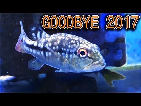 Top ten most embarrassing and funny fish moments! my 2017 recap comp.!