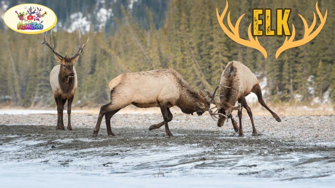 Meet the Elk!  Fun Facts for Kids