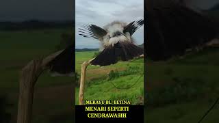 Download lagu Menari Seperti Cendrawasih...!!! Kutilang Gacor Si Ocoy Merayu Kutilang Betina mp3