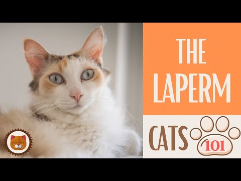 🐱 Cats 101 🐱 LAPERM CAT - Top Cat Facts about the LAPERM