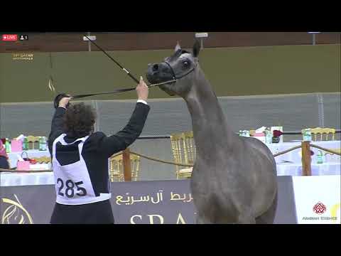 N 285 WADEE ALJASSIMYA   23rd Qatar National Arabian Horse Show   Yearling Colts Class 6B