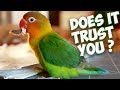 How to Gain your Lovebird's TRUST ?!