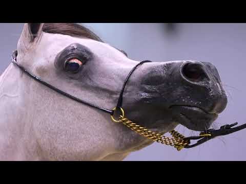 🌟⁣ DUBAI STUD 🌟⁣ Achievements, DUBAI INTERNATIONAL ARABIAN HORSE SHOW 2021