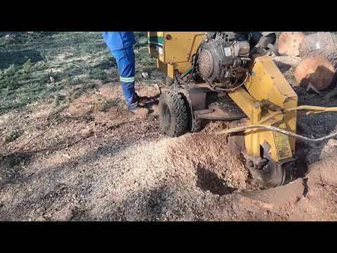 Expert tree Fellers video.