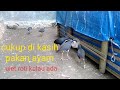 TERNAK BURUNG RUAK RUAK