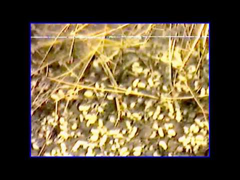 download lagu mp3 mp4 Escamoles For Sale, download lagu Escamoles For Sale gratis, unduh video klip Escamoles For Sale