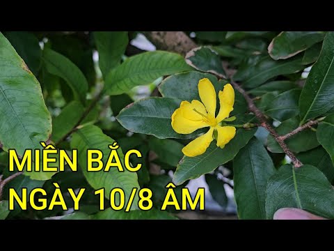🔴 QBS23451 - CHĂM SÓC MAI VÀNG THÁNG 8 ÂM LỊCH, CÁCH CHĂM SÓC MAI VÀNG MIỀN BẮC NỞ HOA ĐÚNG TẾT ÂM