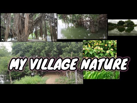 My village nature and  My feilds //eswari vlog//