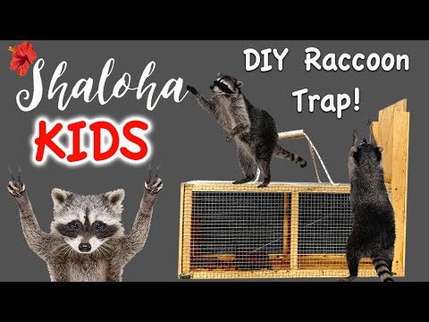 DIY Raccoon Trap!  IT WORKED!!