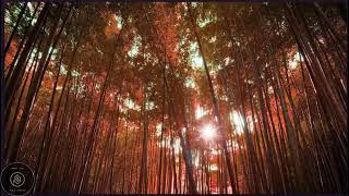 EDM SÁO TRÚC - Hay không cưỡng nổi. EDM SÁO TRÚC - Hay không cưỡng nổi.